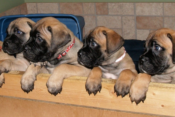 Bullmastiff puppies available 